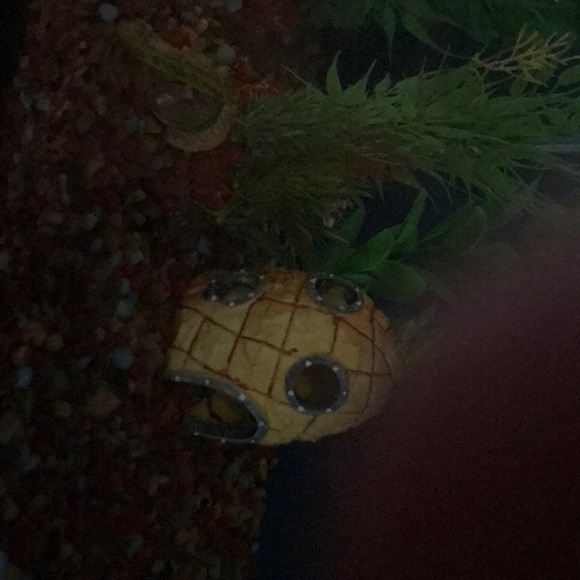 Meet your Posher, Carmen - Picture 1 of 1